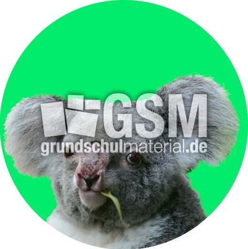 Koala-Gruppenkarte_2.jpg